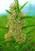 GREEN MILKWEED ,flowers SEEDS - Caribbean garden seed