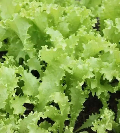 Greens Endive Clodia - VEGETABLE SEEDS - Caribbean garden seed