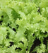 Greens Endive Clodia - VEGETABLE SEEDS - Caribbean garden seed