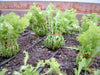Greens Endive Clodia - VEGETABLE SEEDS - Caribbean garden seed