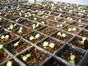 Greens Endive Clodia - VEGETABLE SEEDS - Caribbean garden seed