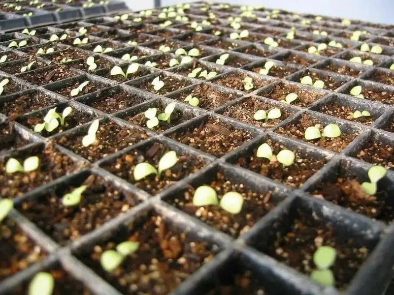 Greens Endive Clodia - VEGETABLE SEEDS - Caribbean garden seed