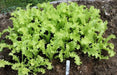 Greens Endive Clodia - VEGETABLE SEEDS - Caribbean garden seed