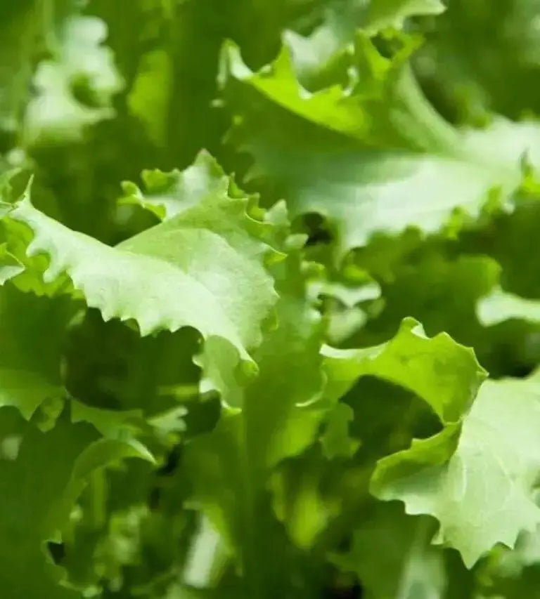 Greens Endive Clodia - VEGETABLE SEEDS - Caribbean garden seed