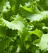 Greens Endive Clodia - VEGETABLE SEEDS - Caribbean garden seed