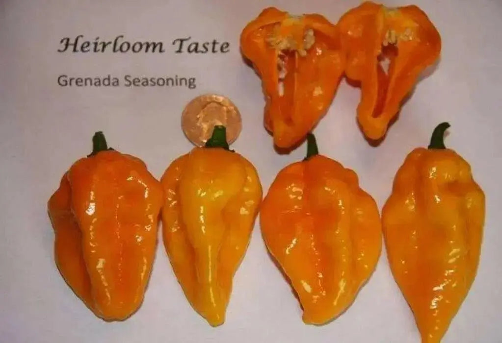 GRENADA SEASONING PEPPER Seeds, Capsicum chinense, MILD - Caribbean garden seed