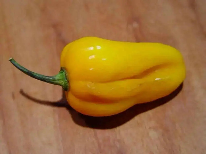 GRENADA SEASONING PEPPER Seeds, Capsicum chinense, MILD - Caribbean garden seed