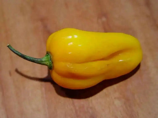 GRENADA SEASONING PEPPER Seeds, Capsicum chinense, MILD - Caribbean garden seed