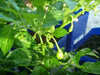 GRENADA SEASONING PEPPER Seeds, Capsicum chinense, MILD - Caribbean garden seed