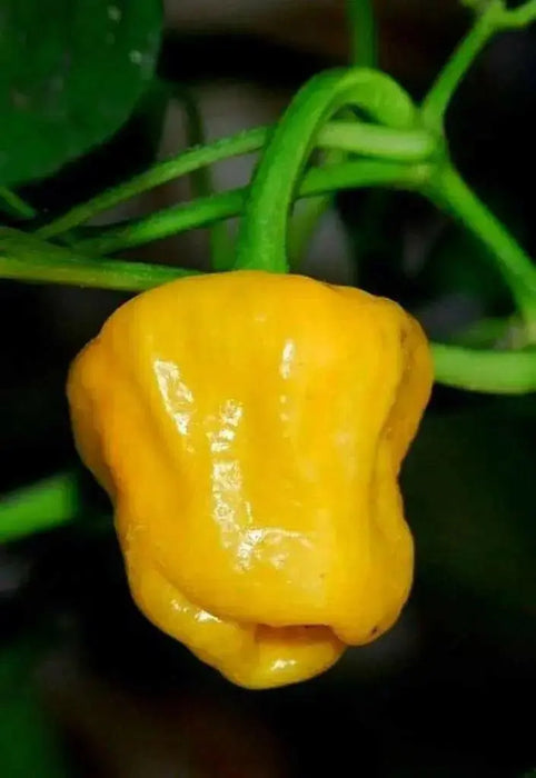 GRENADA SEASONING PEPPER Seeds, Capsicum chinense, MILD - Caribbean garden seed