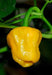 GRENADA SEASONING PEPPER Seeds, Capsicum chinense, MILD - Caribbean garden seed