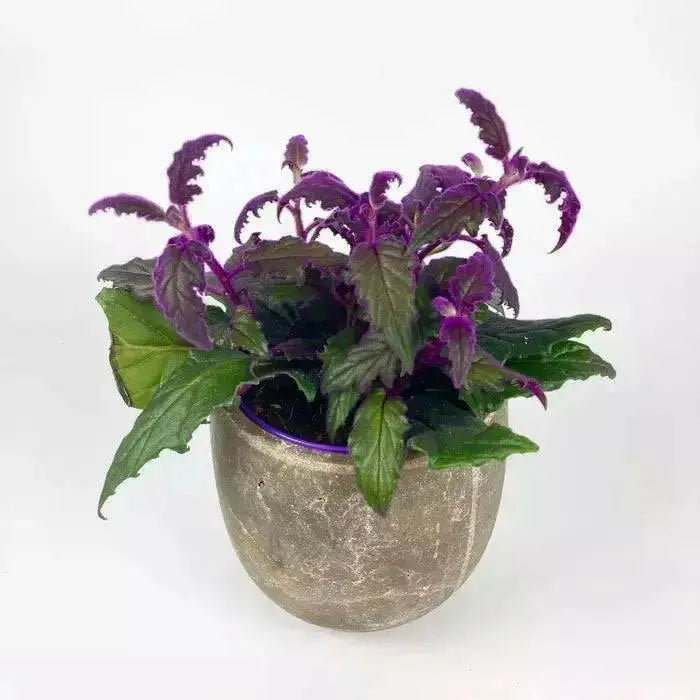 Gynura (Purple Passion)- LIVE Starter Plant, PERENNIAL VINE - Caribbean garden seed