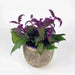 Gynura (Purple Passion)- LIVE Starter Plant, PERENNIAL VINE - Caribbean garden seed