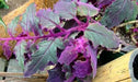 Gynura (Purple Passion)- LIVE Starter Plant, PERENNIAL VINE - Caribbean garden seed