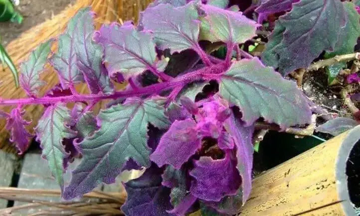 Gynura (Purple Passion)- LIVE Starter Plant, PERENNIAL VINE - Caribbean garden seed