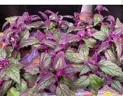 Gynura (Purple Passion)- LIVE Starter Plant, PERENNIAL VINE - Caribbean garden seed