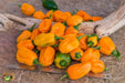 Grenada Seasoning PEPPER (Fresh Pods)  Chile pepper, caribbean product - Caribbean garden seed