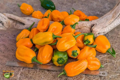 Grenada Seasoning PEPPER (Fresh Pods)  Chile pepper, caribbean product - Caribbean garden seed