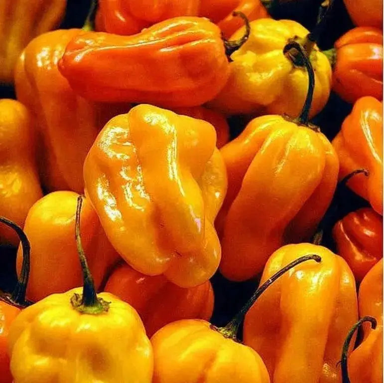 Grenada Seasoning PEPPER (Fresh Pods)  Chile pepper, caribbean product - Caribbean garden seed
