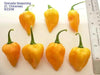 Grenada Seasoning PEPPER (Fresh Pods)  Chile pepper, caribbean product - Caribbean garden seed