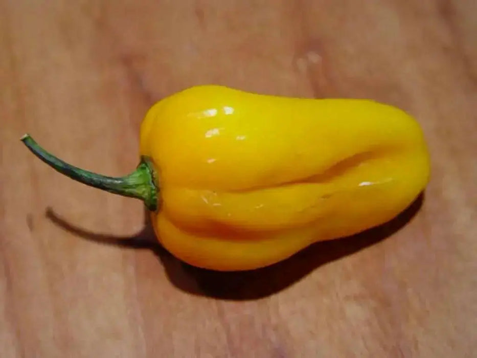 Grenada Seasoning PEPPER (Fresh Pods)  Chile pepper, caribbean product - Caribbean garden seed