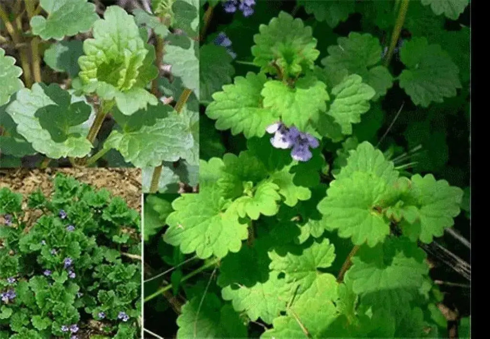 Ground Ivy Seeds - Glechoma hederacea - Caribbean garden seed