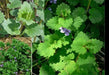 Ground Ivy Seeds - Glechoma hederacea - Caribbean garden seed