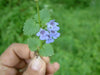 Ground Ivy Seeds - Glechoma hederacea - Caribbean garden seed