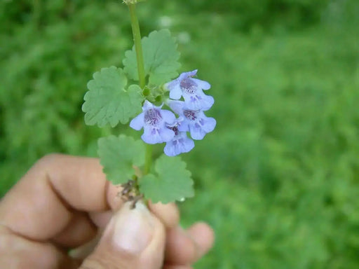Ground Ivy Seeds - Glechoma hederacea - Caribbean garden seed