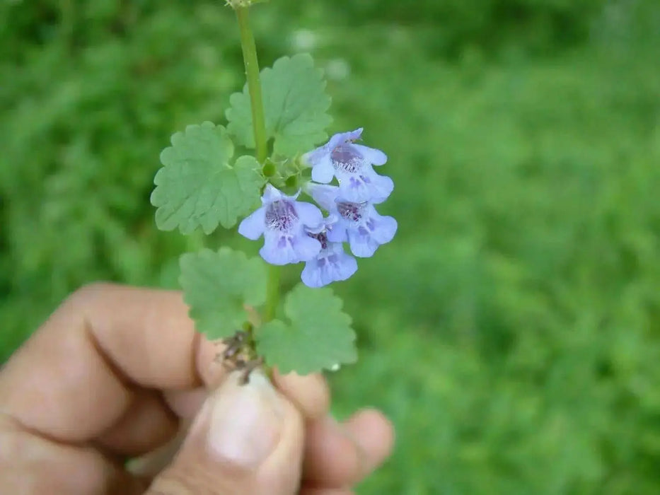 Ground Ivy Seeds - Glechoma hederacea - Caribbean garden seed