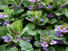 Ground Ivy Seeds - Glechoma hederacea - Caribbean garden seed