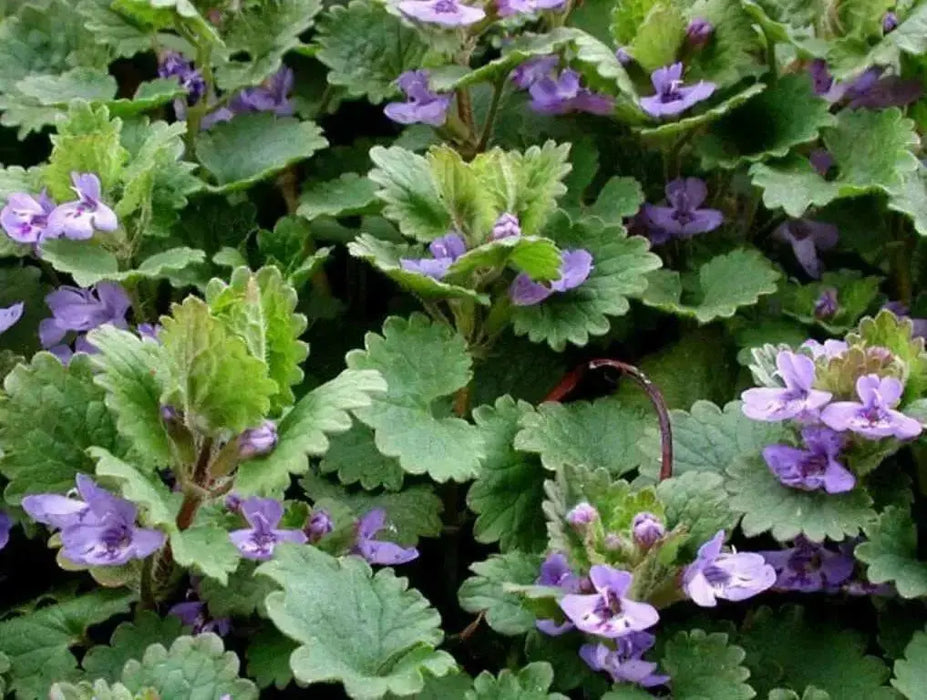 Ground Ivy Seeds - Glechoma hederacea - Caribbean garden seed