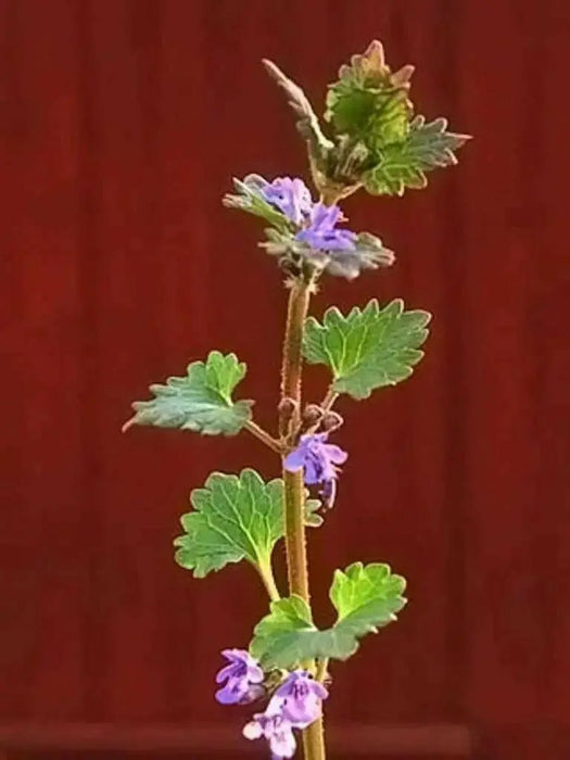 Ground Ivy Seeds - Glechoma hederacea - Caribbean garden seed