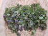 Ground Ivy Seeds - Glechoma hederacea - Caribbean garden seed