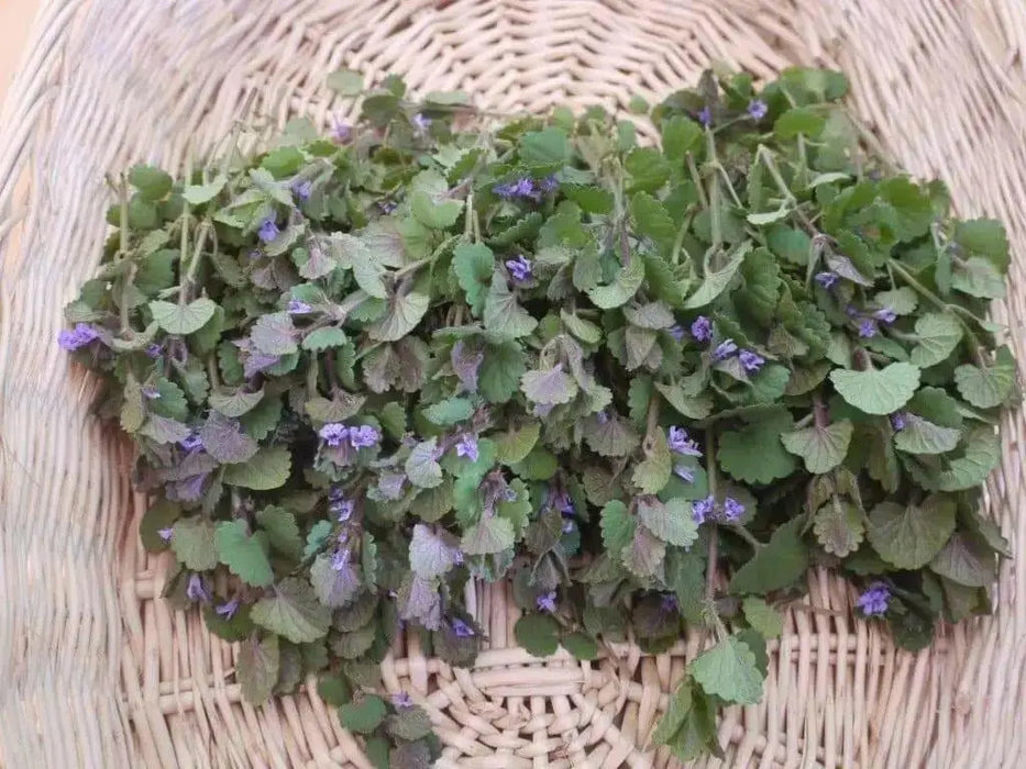 Ground Ivy Seeds - Glechoma hederacea - Caribbean garden seed