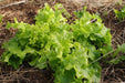 Green Salad Bowl Leaf Lettuce ,Vegetable Seeds ! - Caribbean garden seed