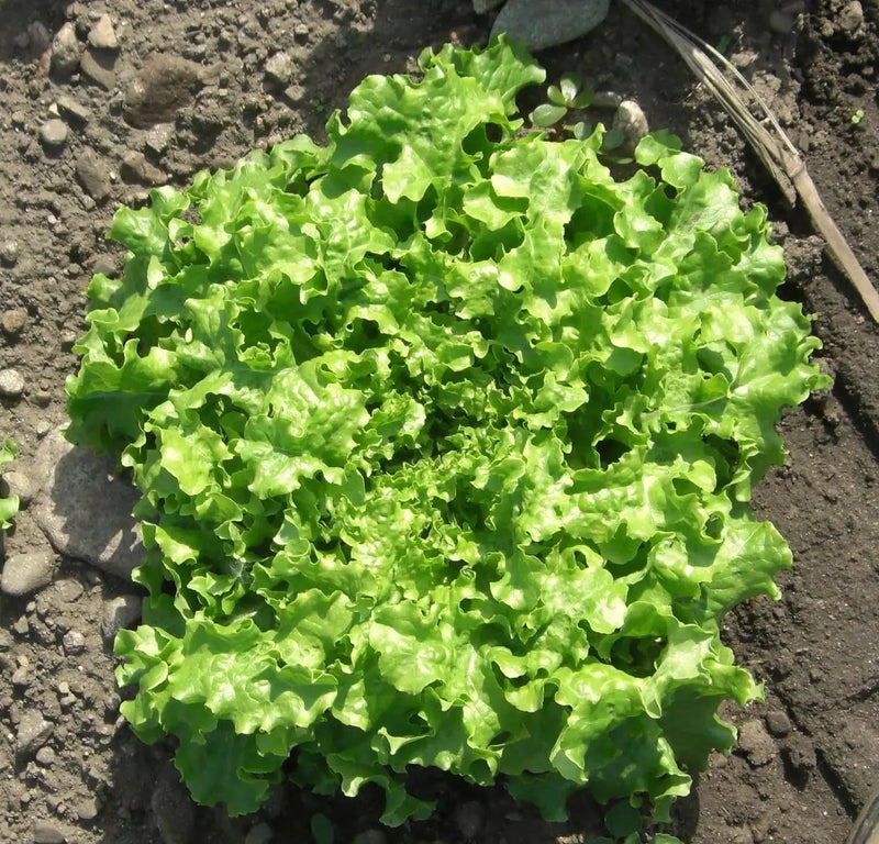 Green Salad Bowl Leaf Lettuce ,Vegetable Seeds ! - Caribbean garden seed