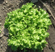 Green Salad Bowl Leaf Lettuce ,Vegetable Seeds ! - Caribbean garden seed
