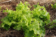 Green Salad Bowl Leaf Lettuce ,Vegetable Seeds ! - Caribbean garden seed