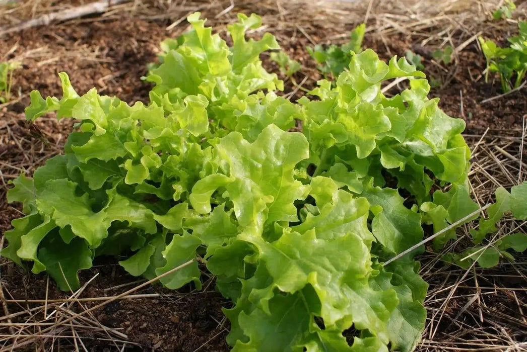 Green Salad Bowl Leaf Lettuce ,Vegetable Seeds ! - Caribbean garden seed