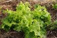 Green Salad Bowl Leaf Lettuce ,Vegetable Seeds ! - Caribbean garden seed
