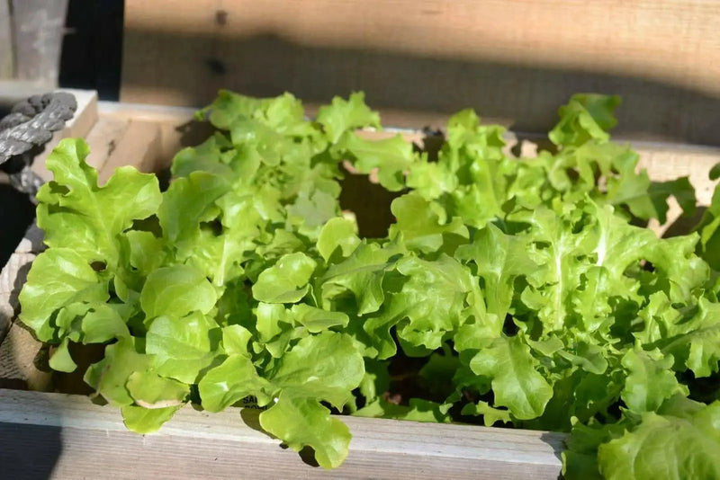 Green Salad Bowl Leaf Lettuce ,Vegetable Seeds ! - Caribbean garden seed