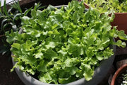 Green Salad Bowl Leaf Lettuce ,Vegetable Seeds ! - Caribbean garden seed
