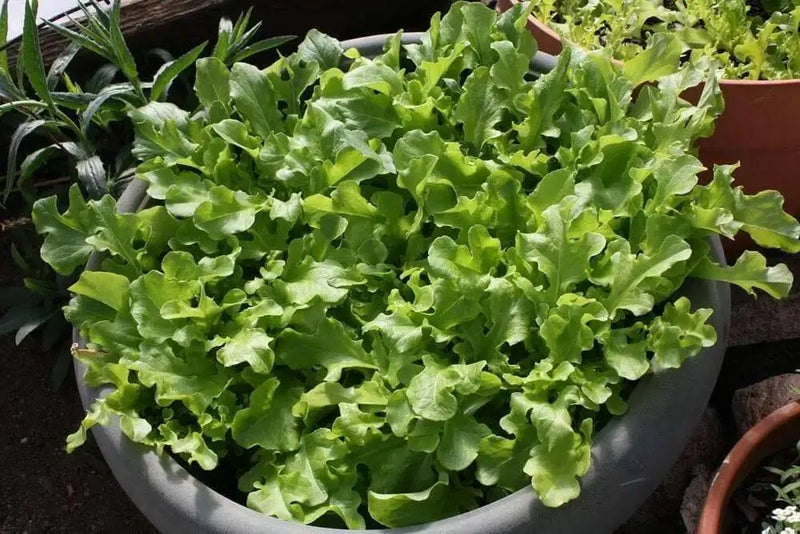 Green Salad Bowl Leaf Lettuce ,Vegetable Seeds ! - Caribbean garden seed