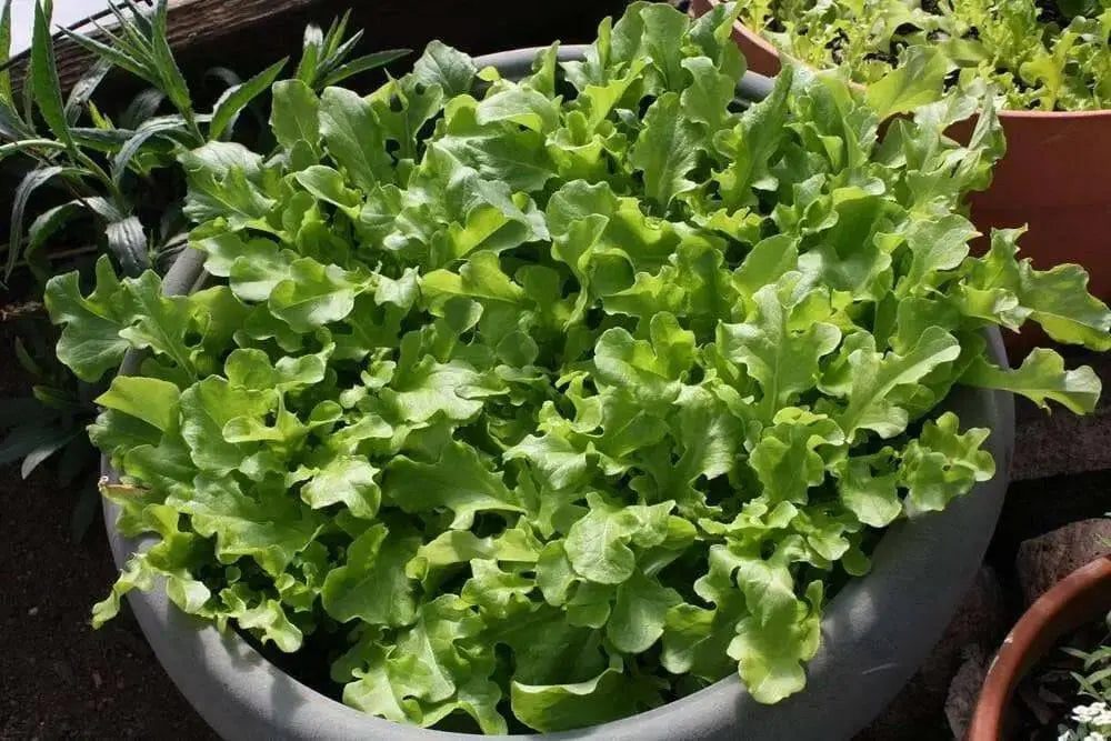 Green Salad Bowl Leaf Lettuce ,Vegetable Seeds ! - Caribbean garden seed