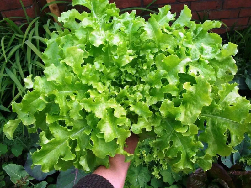 Green Salad Bowl Leaf Lettuce ,Vegetable Seeds ! - Caribbean garden seed