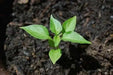 Habanero St kitts ,HOT Pepper Seeds, (Capsicum chinense) - Caribbean garden seed