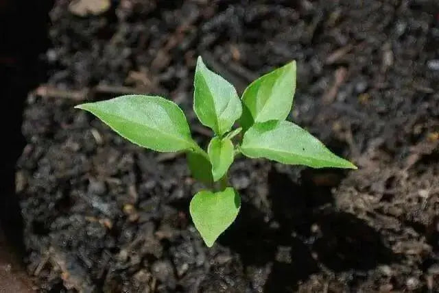Habanero St kitts ,HOT Pepper Seeds, (Capsicum chinense) - Caribbean garden seed