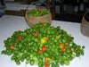 Habanero St kitts ,HOT Pepper Seeds, (Capsicum chinense) - Caribbean garden seed