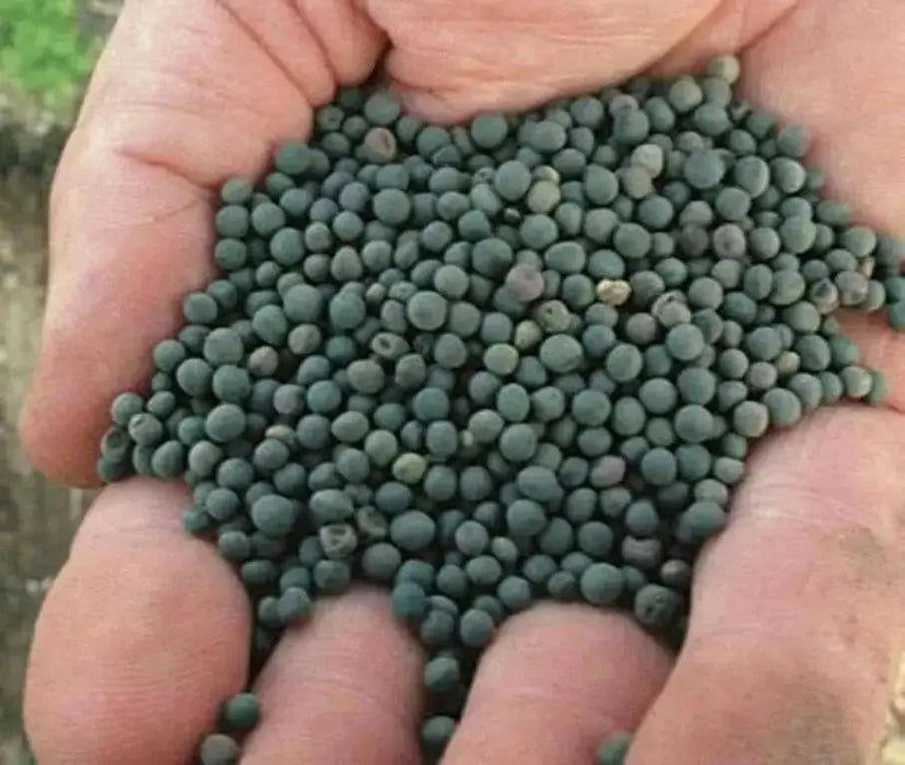 HAIRY VETCH SEEDS.COVER CROPS,green manure - Caribbean garden seed